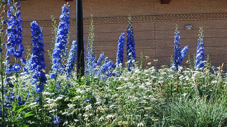 Sommarblomsvandring i Umeås parker
