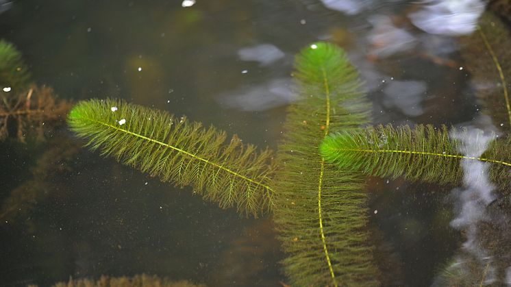 Kamslinga (Myriophyllum heterophyllum) är en EU-listad invasiv främmande art som för första gången hittats i Sverige, i Alsterån i Kalmar län. Foto: Mikael Svensson