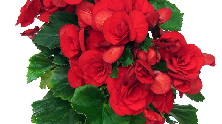 Lucka nr 3 - Röd Julbegonia i en Blomstrande Julkalender