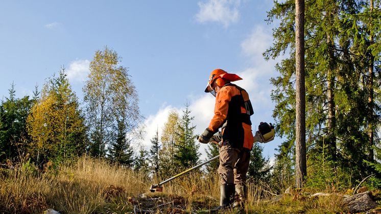 Körkort för röjsåg är en av meriterna som eftersöks av skogsnäringen. Foto: Kennerth Kullman/Mostphotos