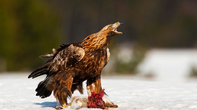 Upplev Sveriges rovfåglar på Naturhistoriska riksmuseet
