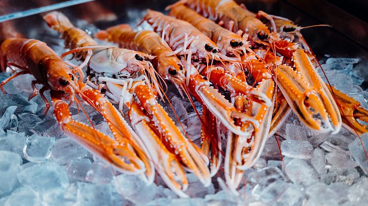 Norwegian Langoustines.jpg