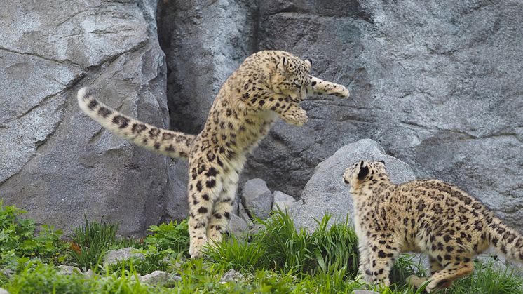 Zoo Leipzig - Schneeleoparden-Zwillinge beim Spielen