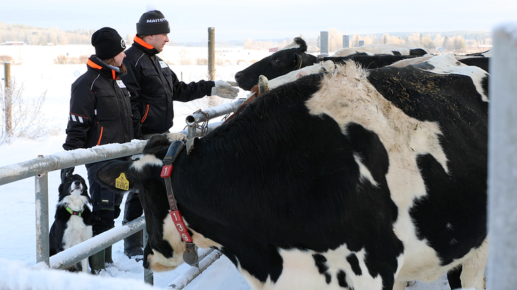 Arla Suomen maitotilojen hiilijalanjälki laskettu, 447 tilaa aikoo pienentää hiilipäästöjään 30 % vuoteen 2025 mennessä