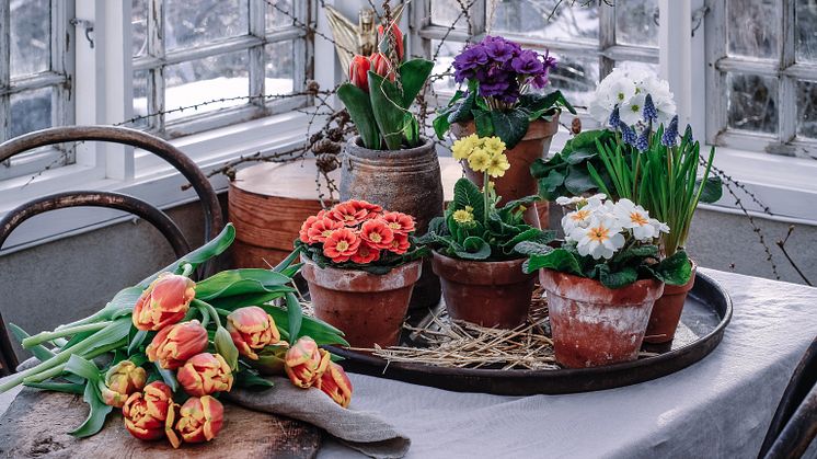Tjuvstarta våren genom att plantera svenskodlade blommande växter i säsong! Foto: Åsa Myrberg