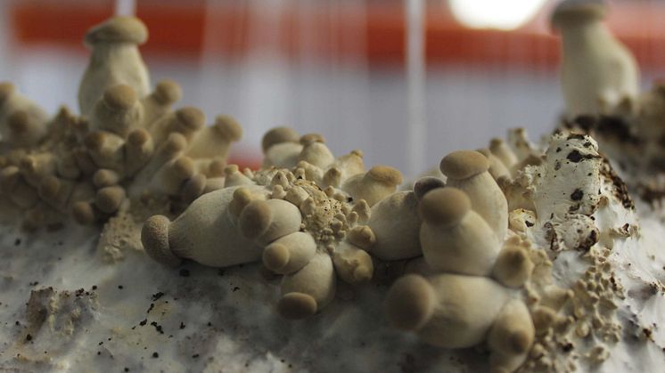  Postepay Crowd contribuisce all’economia ecosostenibile  con il supporto al progetto “Funghi Espresso”