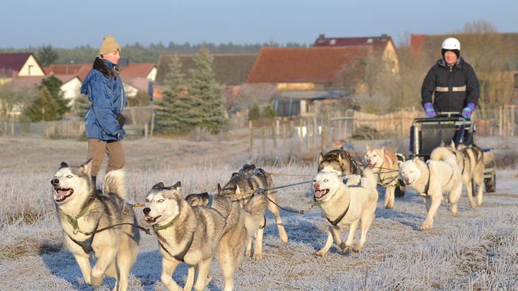 Mit Siberian Huskies kann man im Ruppiner Seenland tolle Ausflüge machen. Foto: Freizeit mit Huskies.  
