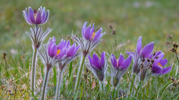 Backsippa, Sverige. Copyright Susanne Nilsson, Attribution-ShareAlike (CC BY-SA 2.0).