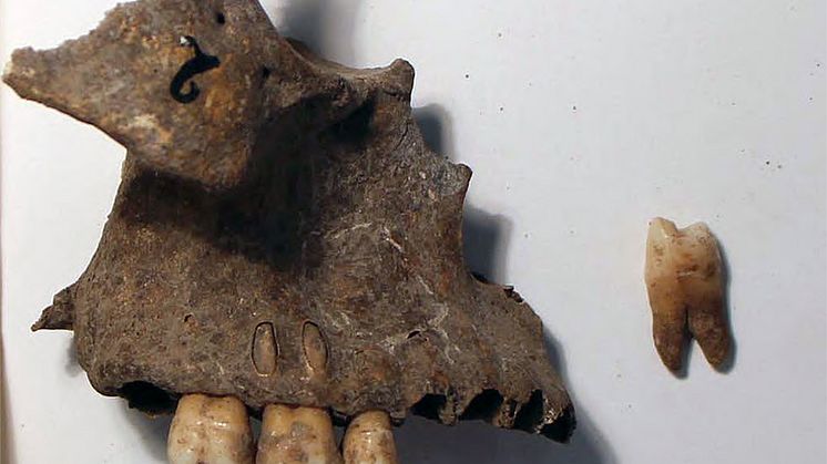 Maxilla and tooth from the specimen excavated at Cabeço da Amoreira in Portugal, used for biomolecular analyses in this study. Photo: Rita Peyroteo Stjerna