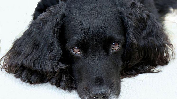 Öroninflammation hos hund 