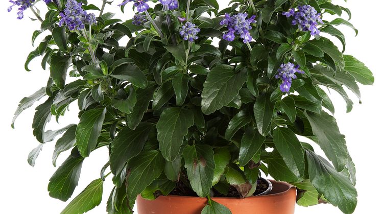 Salvia