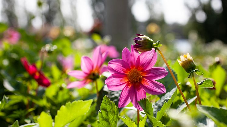 Sensommarblom i parken