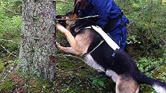 Barkborrehund effektivare än skogskonsulent