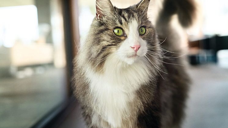 Purina presenterar nya åtaganden för en regenerativ framtid