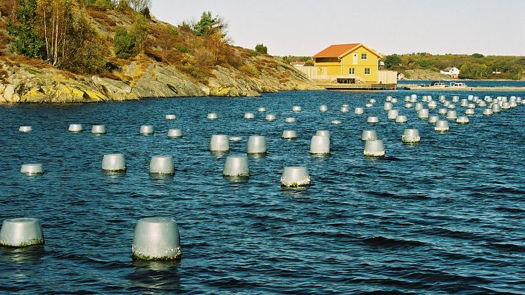 Musselodlare vill leverera miljömärkta blåmusslor