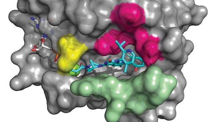 ​AMG 510 är en first-in-class small molecule som specifikt och irreversibelt binder till KRAS G12Cvia den cysteinaminosyra som ersätter glycin när mutationen inträffar. KRAS G12C blir på så vis låst i ett inaktivt GDP-bundet tillstånd.