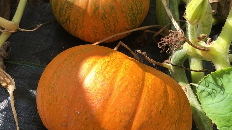 Hösten är härlig tid för olika sorters matpumpor.