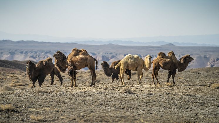 Kazak camels