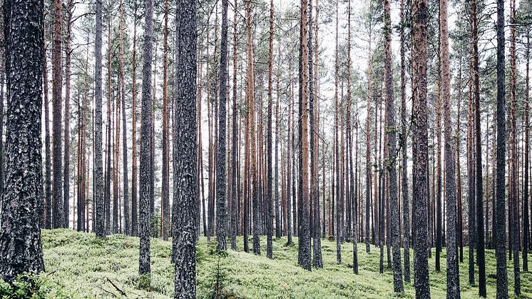 Consid ingår avtal med Naturvårdsverket
