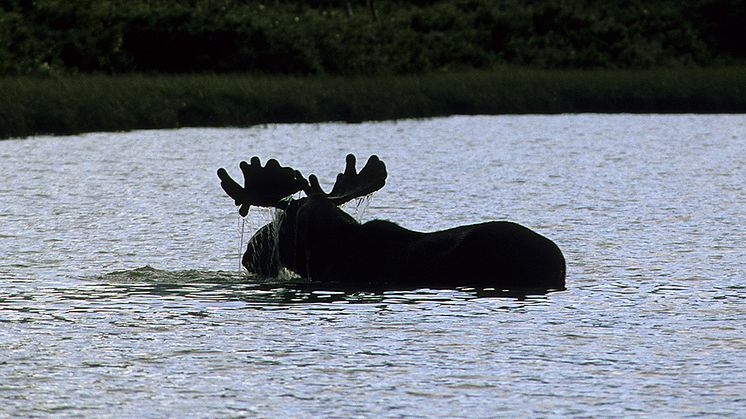 Älg. Foto: Arne Nævra