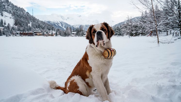 Champex-Lac-St-Bernard-dogs
