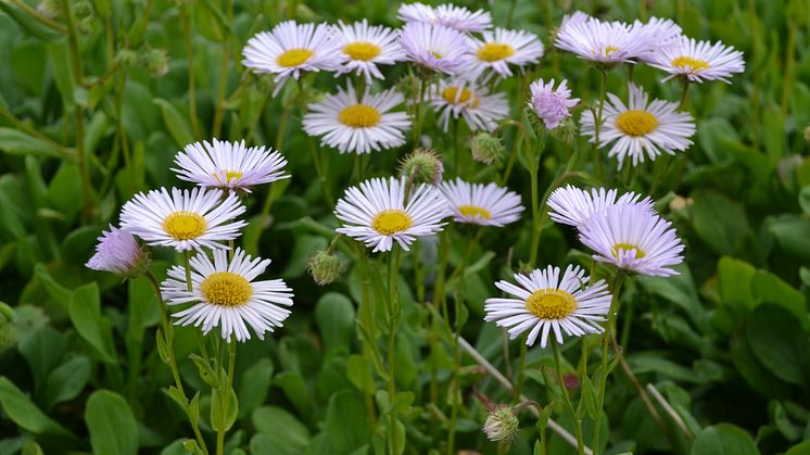Strandbinka, Erigeron glaucus ’Fru Frida Lindström’ Svensk kulturarv