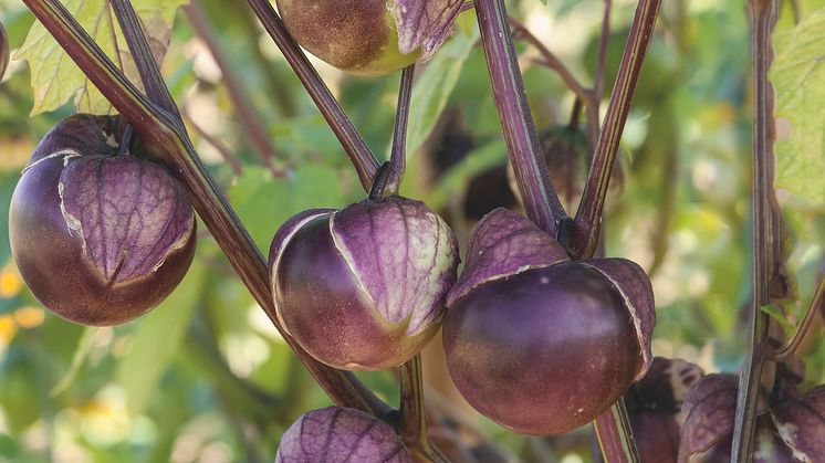 5. Tomatillo 'Purple' Blomsterlandet