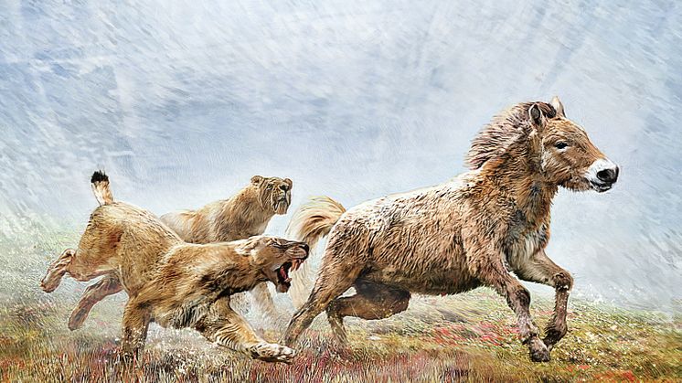 Arvsmassan kartlagd för sabeltandad katt