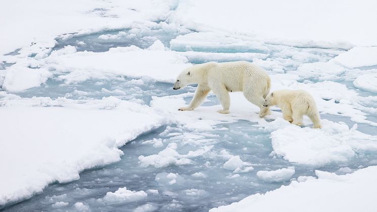 Polar_bears_observed_from_the_outdoor_deck_MS_Fridtjof_Nansen_HGR_150714_Photo_Espen_Mills.JPG