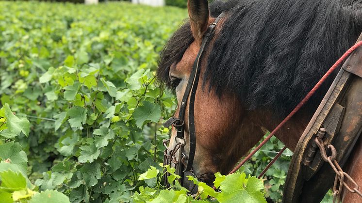 Farming in Le Clos Saint Hilaire
