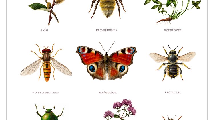affisch Vara vanner pollinatorerna