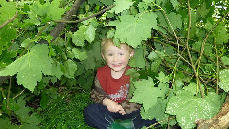 Den-making in the woods