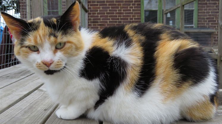 Katten Polly från katthemmet Tassebo i Helsingborg