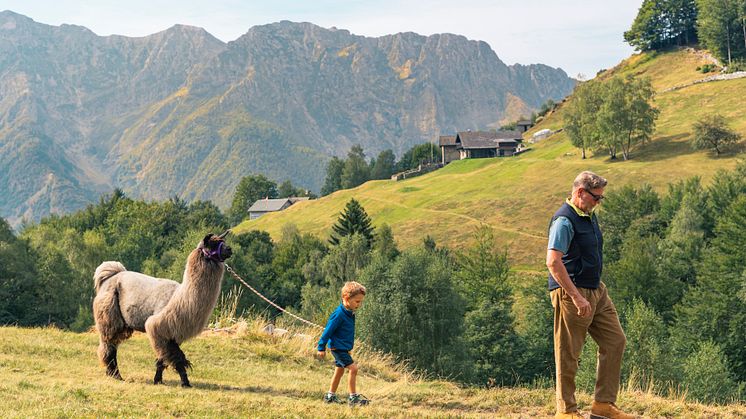 Lama-Trekking am Monte Comino, Tessin © Schweiz Tourismus / Christian Meisner