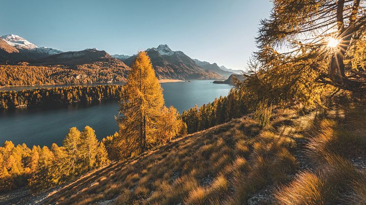 Goldiger Herbst über dem Silsersee mit seine Lärchenwaeldern 