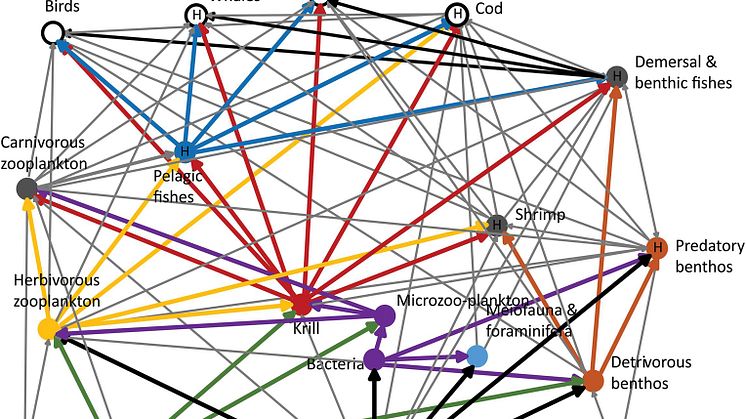 Carbon flows between major compartments based on Ecopath. Four major pathways for carbon flows from lower to higher trophic level                                                                                                                         