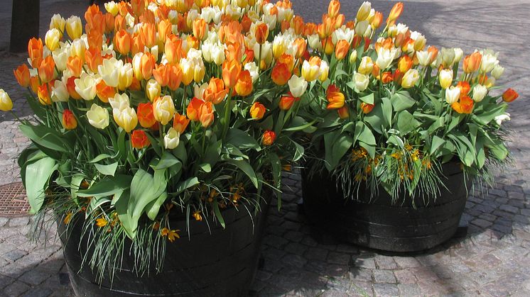 Pressinbjudan: Nu blommar löken i Helsingborg…