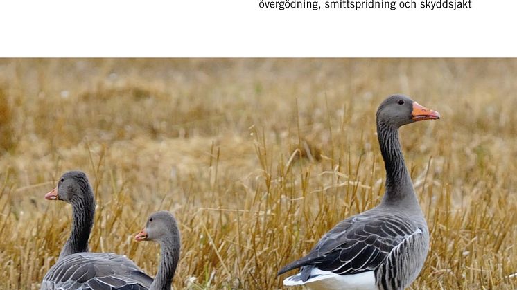 Fakta för förvaltare: gäss och svanar