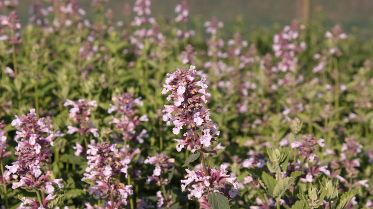 Blånepeta, Nepeta grandiflora 'Dawn to Dusk'. Vårnyhet 2014, Blomsterlandet