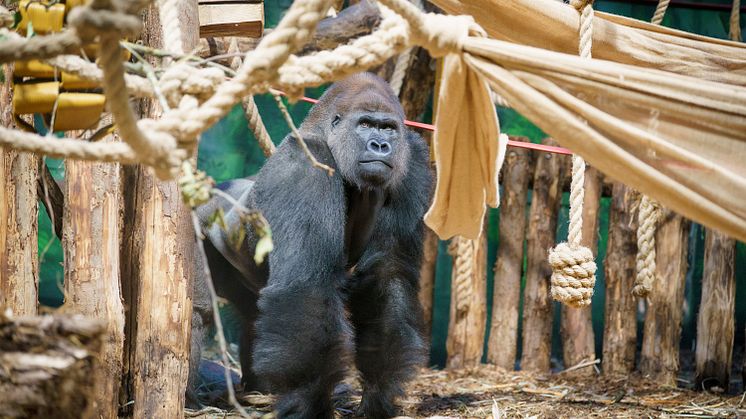Spesialleveranse: DHL flyr gorillaen Kiburi til nytt hjem i London Zoo – akkurat i tide til jul