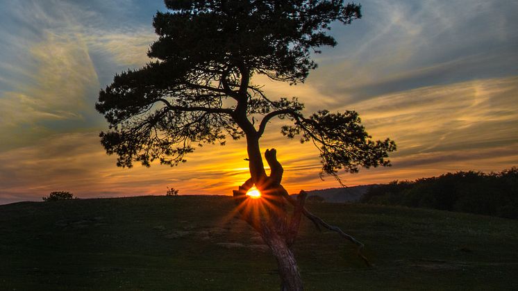 ​Vem blir Sveriges bästa trädfotograf?