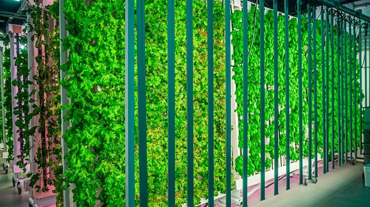 Microgreens, som örter och salat, ska här vertikal-odlas och ett hybridsystem installeras för bevattning. 