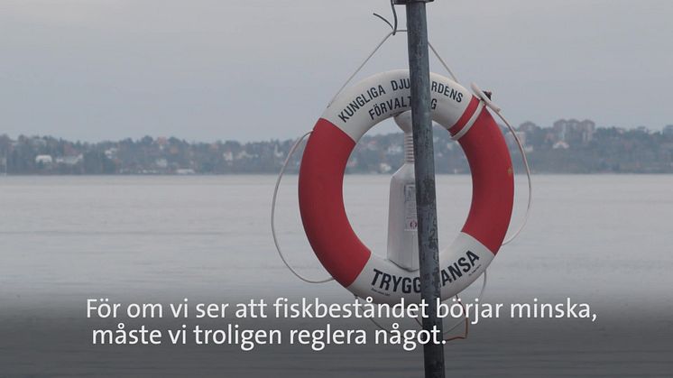 Sälar, fåglar och människor konkurrerar om Östersjöns fisk