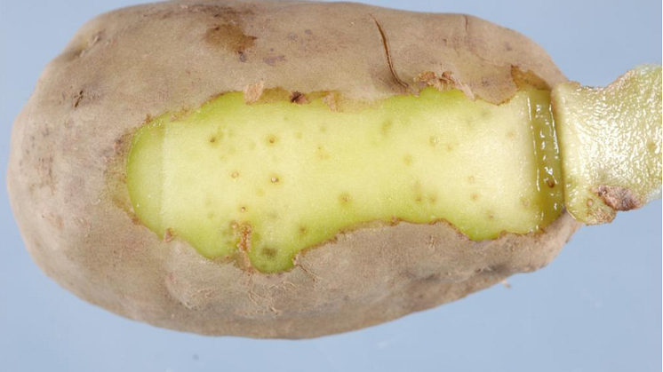Rotgallnematoder potatis