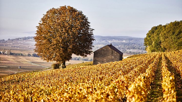 Bouchard Pere & Fils Corton Charlamagne