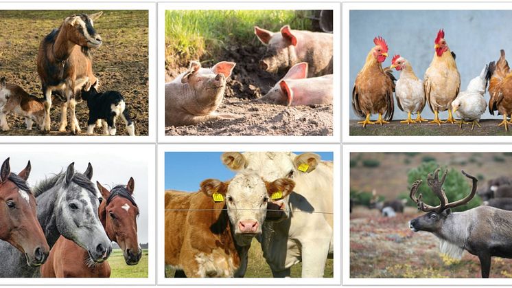 Foto: Collage med bilder från Pixabay