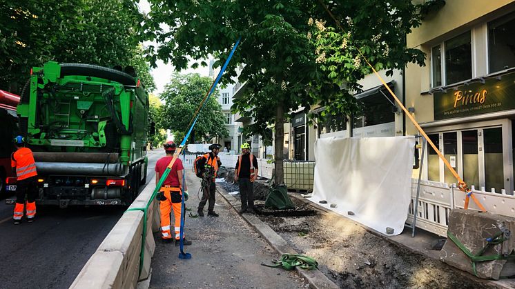 Nyplanting av kirsebærtrær i Bygdøy Allé. Foto: Multiconsult