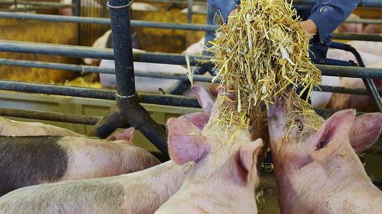 Böndernas egna ord om svenskt kött - Jeanette Elander, Äs gård Västerås