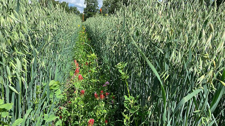 Insådd av blommande baljväxter i spannmål är ett sätt att tillföra variation på fälten. Här är det blodklöver, doftklöver och spärrklöver (syns knappt) som såtts in som bottengröda i havre. Foto: Anna Lundmark