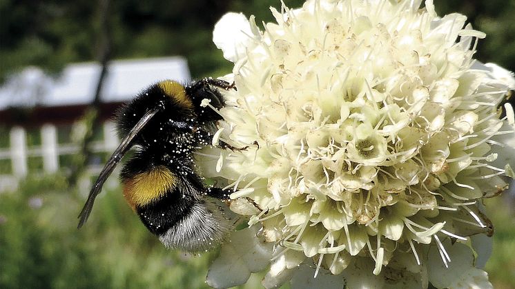 Professor Ingemar Fries upptäcktsfärder i den egna trädgården samlas i boken  ”Blommor och bin– din trädgård, ett matbord för pollinerande insekter".  Här ses en mörk jordhumla som samlar nektar i en jättevädd. Foto: Ingemar Fries